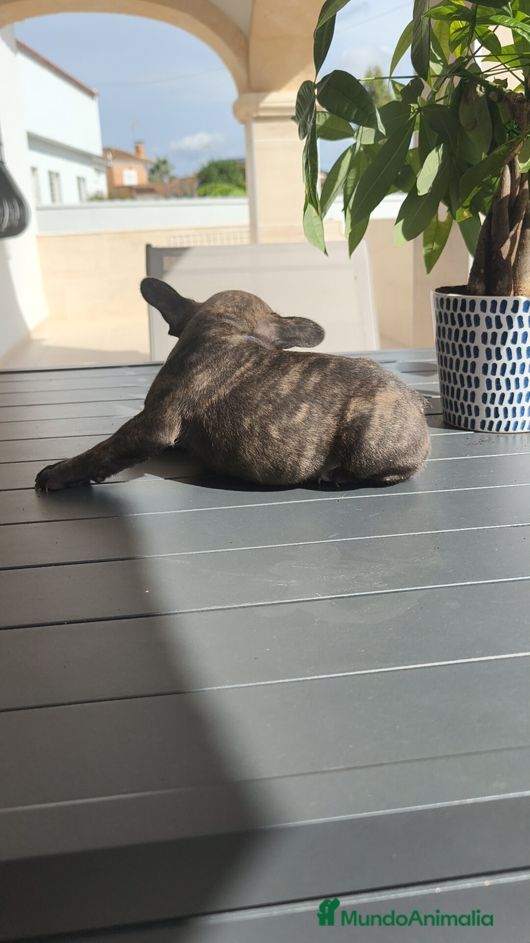 Bulldog Francés perros en venta: Atigrada bulldog Francés 🔝 - Imagen 5