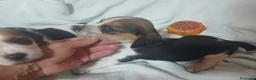 Beagle perros en venta: Beagle, Hembras - Anuncio 8