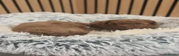 Caniche Toy perros en venta: Caniche Mini Toy Macho disponible  - Anuncio 9