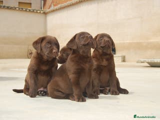 Labrador Retriever perros Labrador de Alto del pago, cachorros en Madrid - Anuncio 17