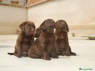 Labrador Retriever perros Labrador de Alto del pago, cachorros en Madrid - Anuncio 8
