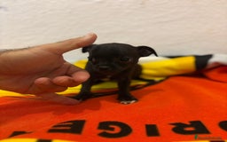 Chihuahua perros en venta: Chihuahua toy - Imagen 20