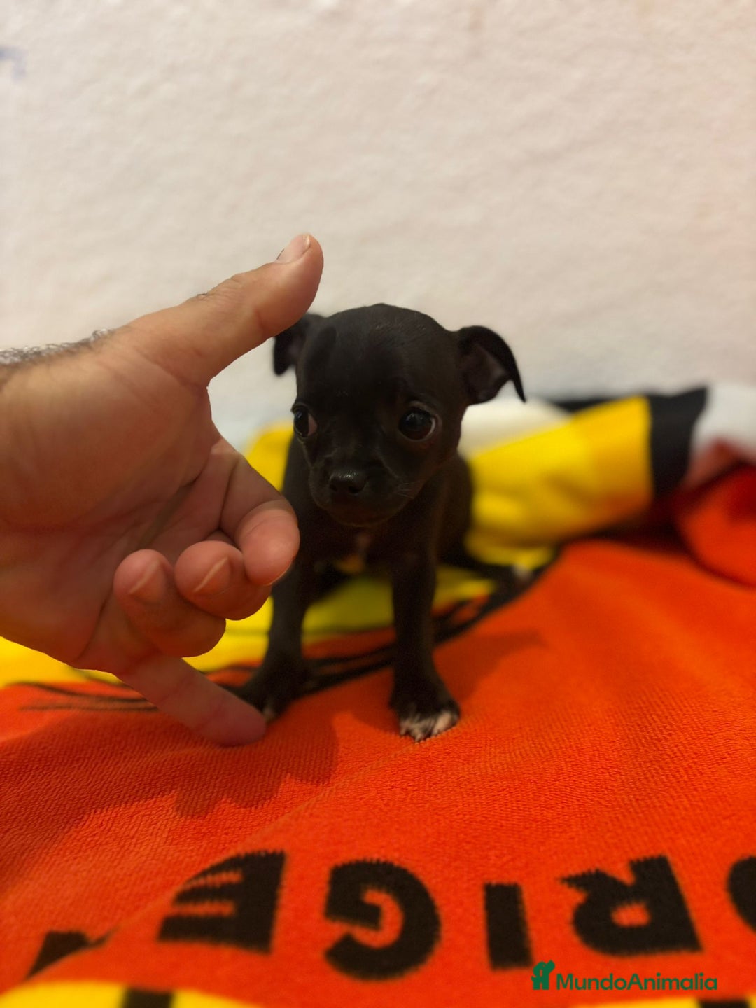 Chihuahua perros en venta: Chihuahua toy - Imagen 20
