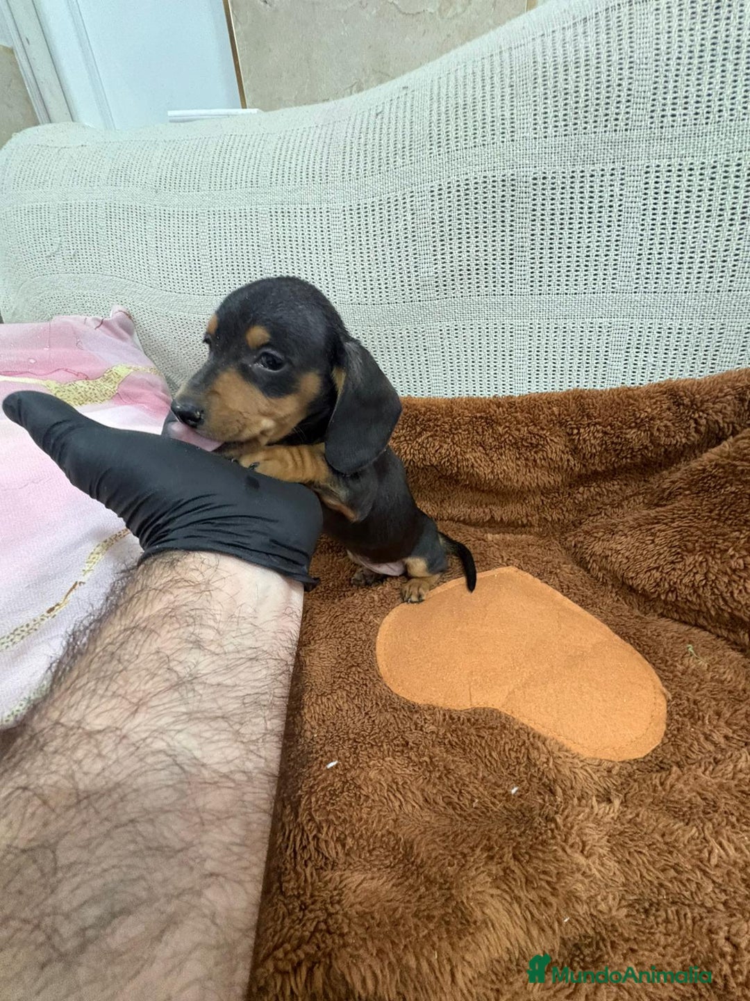 Teckel Miniatura perros en venta: Teckel kaninchen  - Anuncio 5