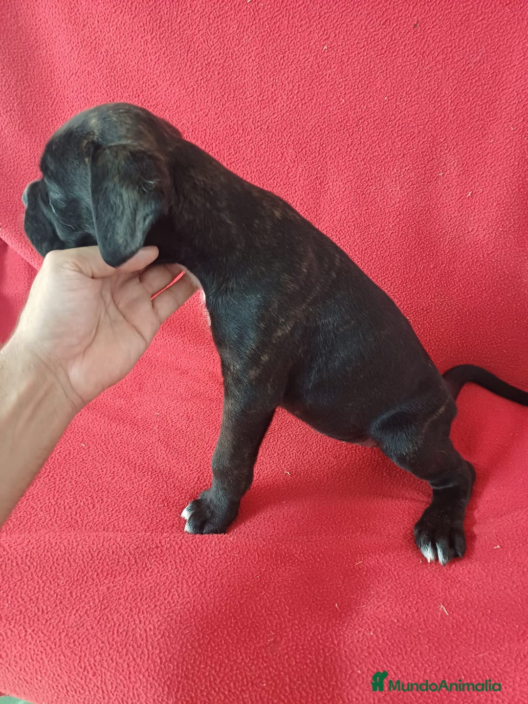Boxer perros en venta: Bóxer  - Imagen 2