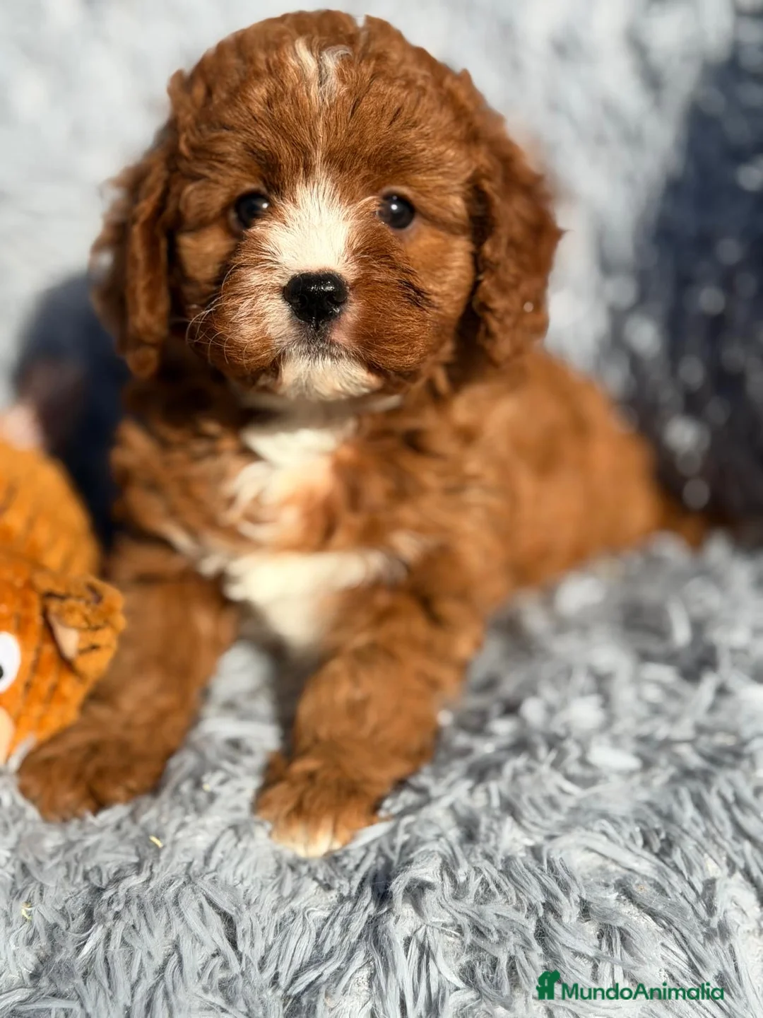 Cavapoo perros en venta: CAMADA CAVAPOO MUY ROJOS IMPRESIONANTES - Anuncio 1