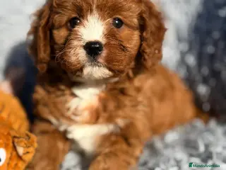Cavapoo perros CAMADA CAVAPOO MUY ROJOS IMPRESIONANTES - Anuncio 1