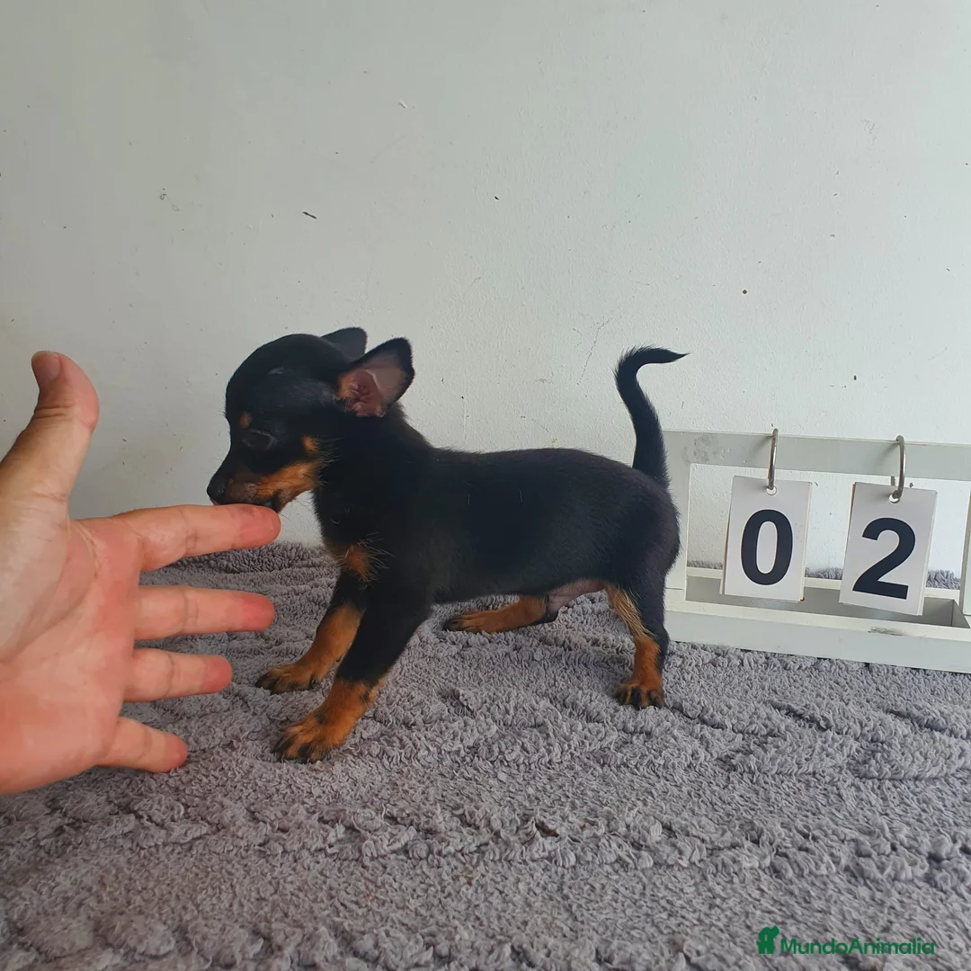 Chihuahua perros en venta: Chihuahua miniatura  - Anuncio 2