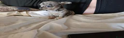 Chihuahua perros en venta: ‼️‼️PRECIOSA CHIHUAHUAS MERLE  - Anuncio 1