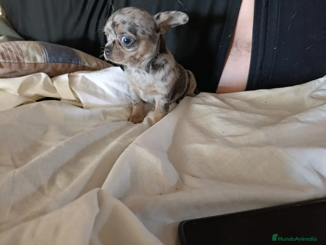 Chihuahua perros en venta: ‼️‼️PRECIOSA CHIHUAHUAS MERLE  - Anuncio 1
