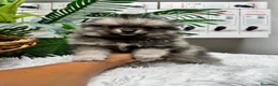 Pomerania perros en venta: POMERANIA  - Anuncio 13