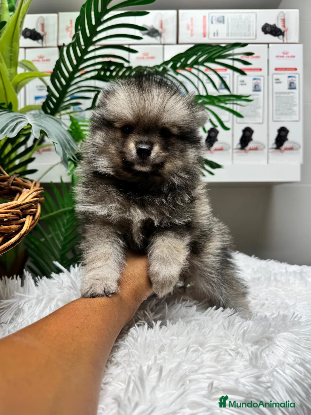 Pomerania perros en venta: POMERANIA  - Anuncio 13