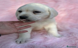 Labrador Retriever perros en venta: LABRADOR RETRIEVER PEDIGREE - Anuncio 4