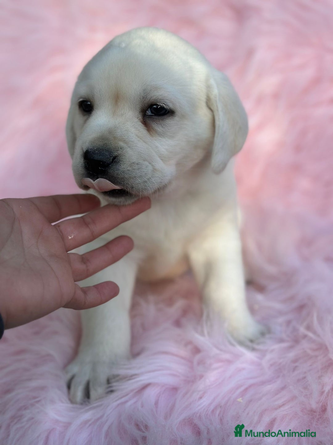 Labrador Retriever perros en venta: LABRADOR RETRIEVER PEDIGREE - Anuncio 4