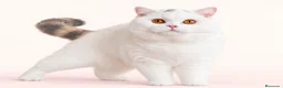 Británico de Pelo Corto gatos en venta: Próximas camadas British Shorthair | Candy Clouds - Anuncio 8