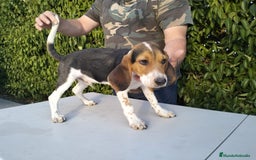 Beagle perros en venta: CACHORRO DE BEAGLE - Imagen 2