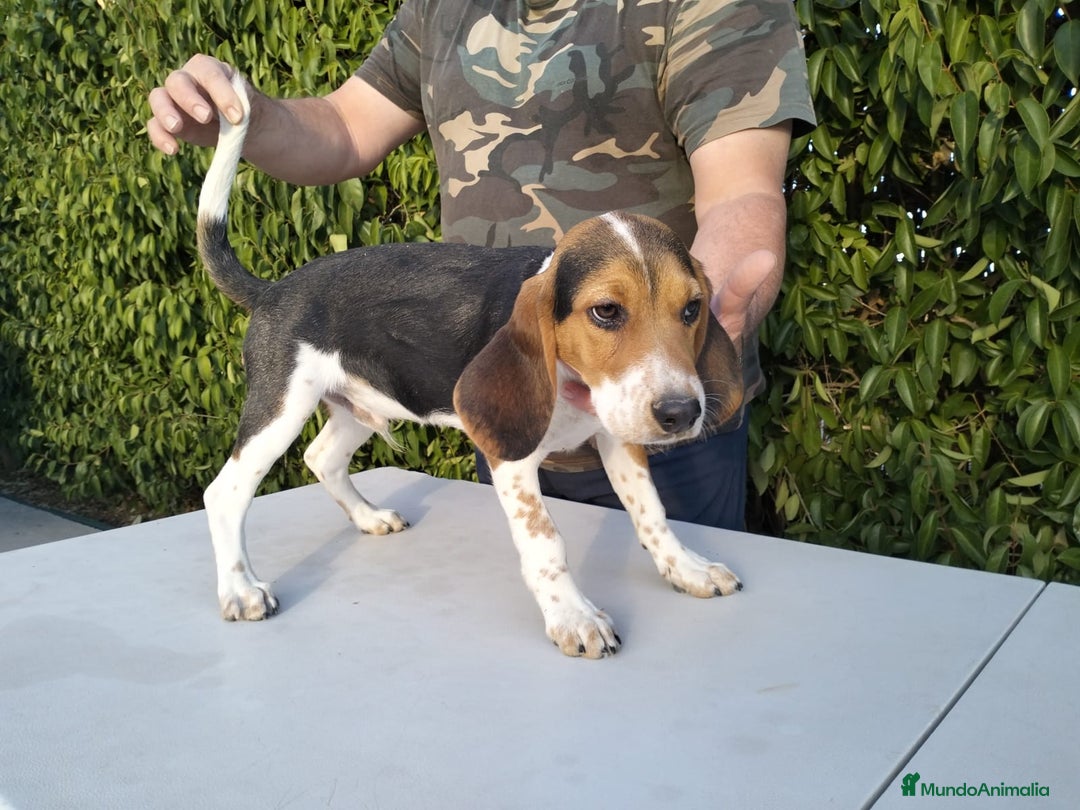 Beagle perros en venta: CACHORRO DE BEAGLE - Imagen 2