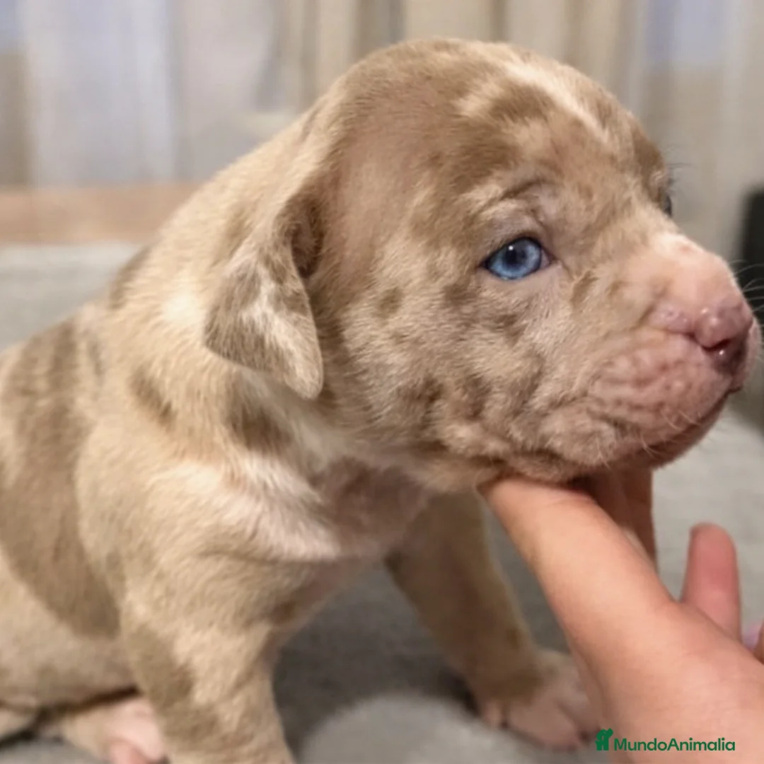 American Pit Bull Terrier perros en venta: Cachorros Pitbull Merle ojos azules – Exclusivos - Anuncio 1