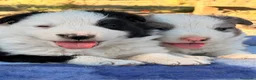 Border Collie perros en venta: Border Collie - Anuncio 4