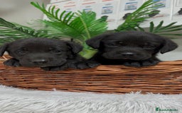 Labrador Retriever perros en venta: LABRADOR MACHO - Imagen 16