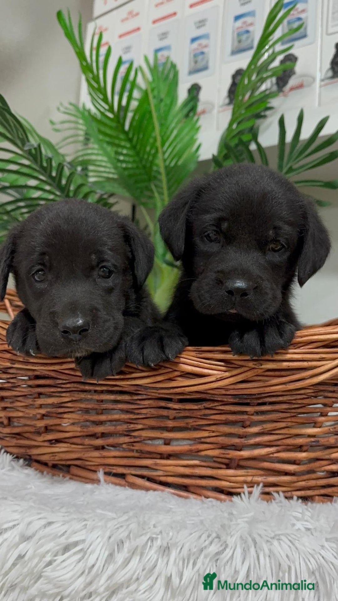 Labrador Retriever perros en venta: LABRADOR MACHO - Imagen 16