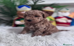 Caniche Toy perros en venta: CANICHE TOY - Anuncio 5