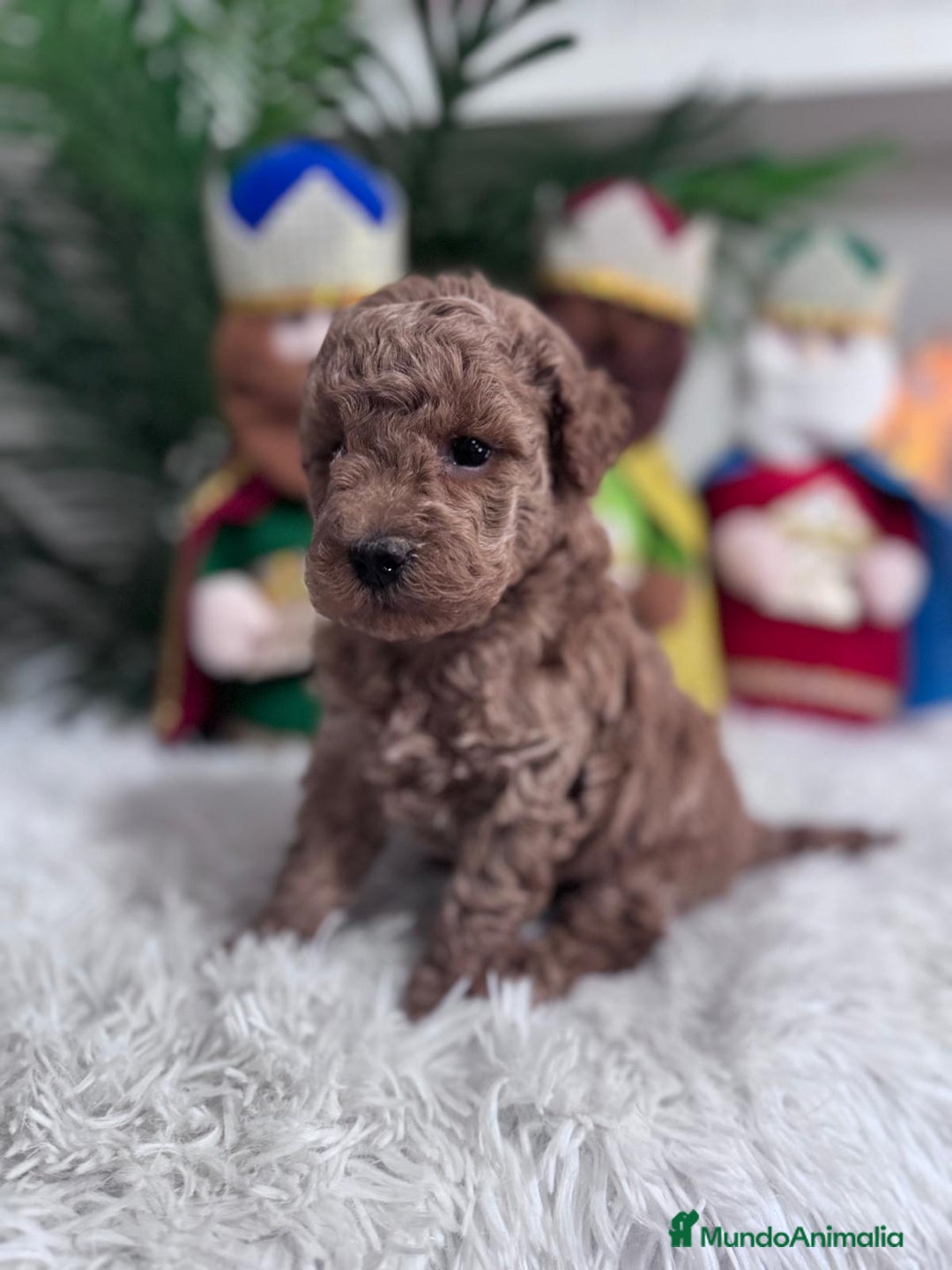 Caniche Toy perros en venta: CANICHE TOY - Anuncio 5