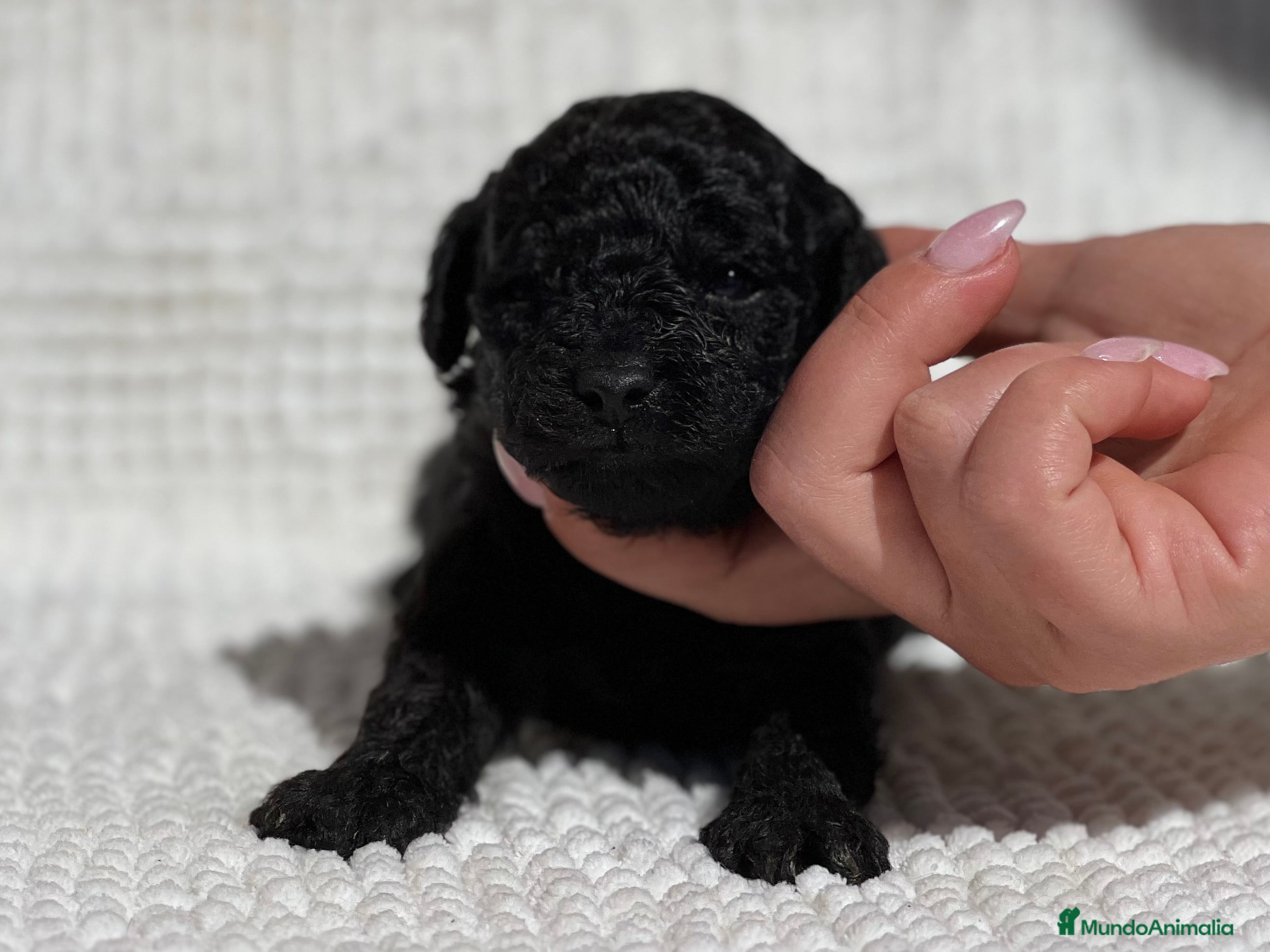 Caniche Toy perros CANICHE TOY NEGRO INTENSO - Anuncio 2