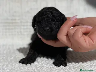 Caniche Toy perros CANICHE TOY NEGRO INTENSO - Anuncio 2