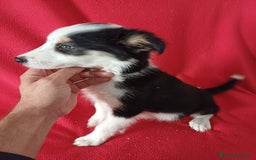 Border Collie perros en venta: Border Collie Blanco y Negro  - Anuncio 3