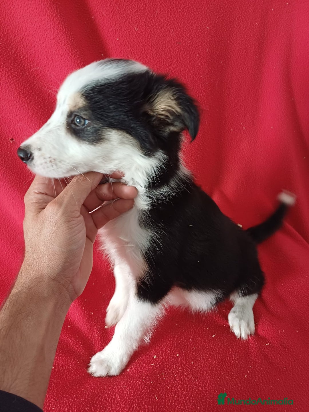 Border Collie perros en venta: Border Collie Blanco y Negro  - Anuncio 3