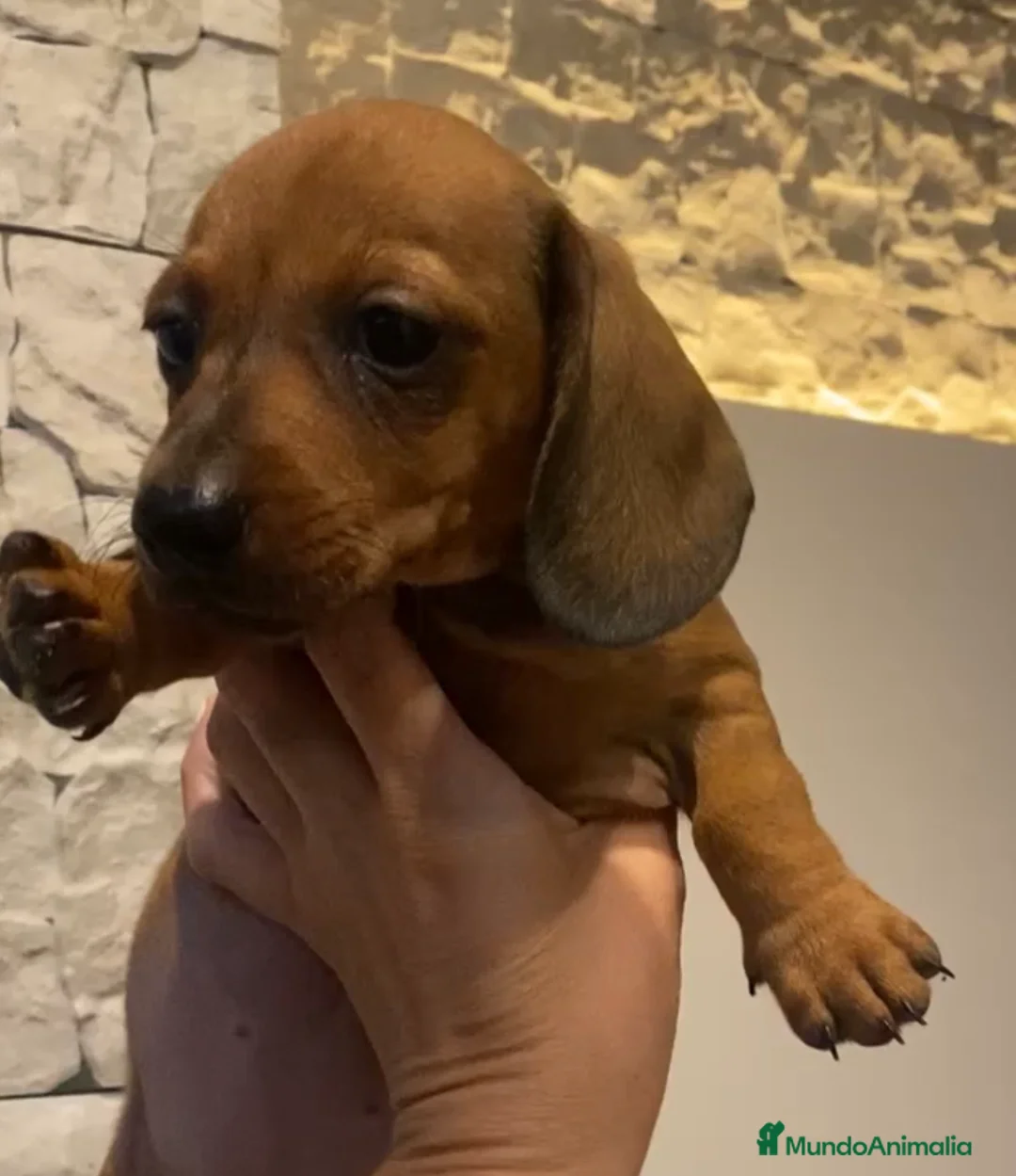 Teckel perros en venta: Teckel miniatura excelente calidad 601144783 en Valencia - Anuncio 8