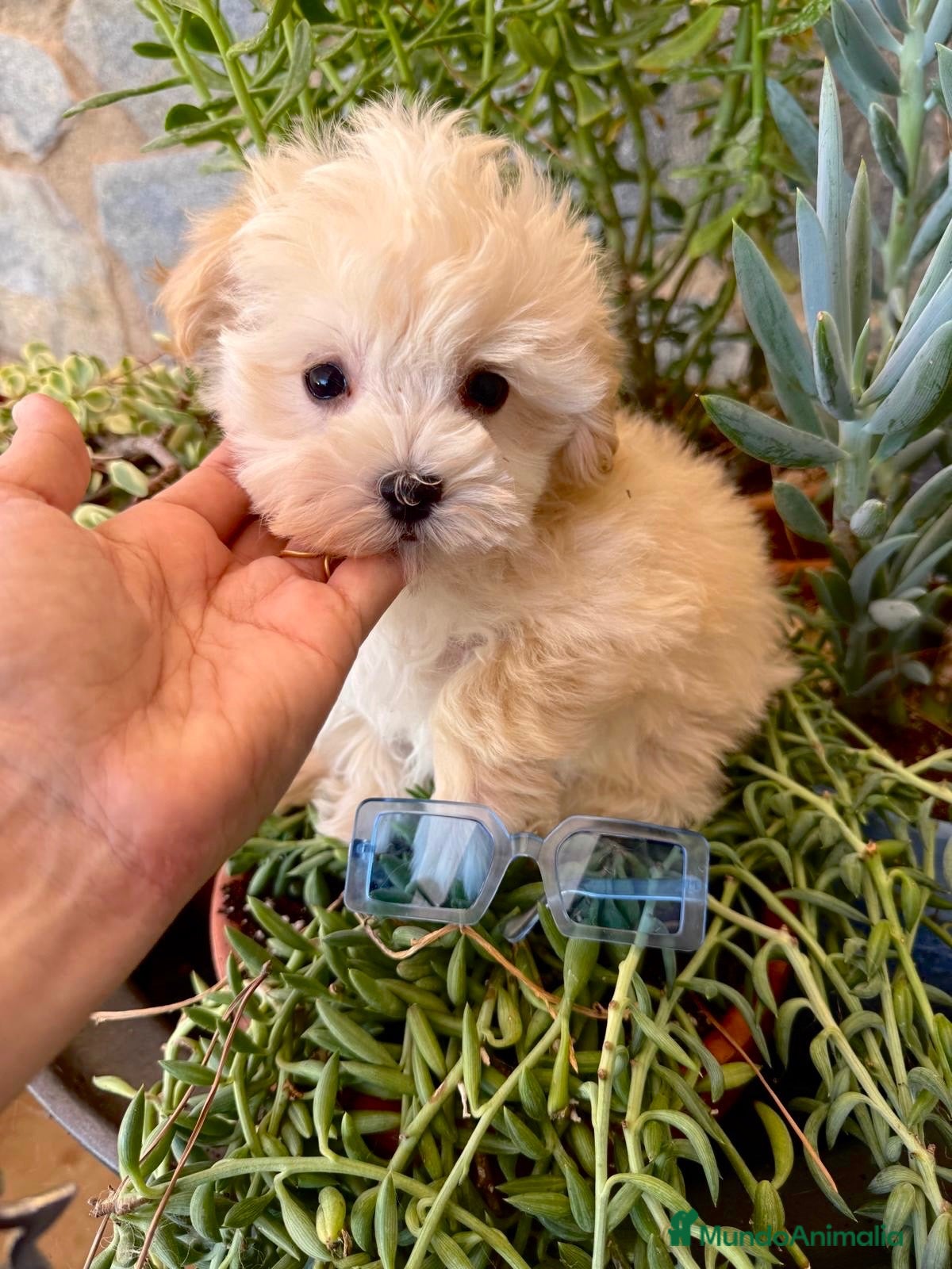 Maltipoo perros Maltipoo muy chiquitín tamaño TOY!! - Anuncio 1