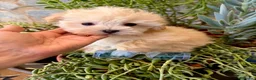 Maltipoo perros en venta: Maltipoo muy chiquitín tamaño TOY!! - Anuncio 1