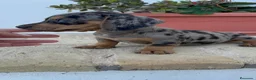 Teckel Miniatura perros en venta: TECKEL ARLEQUIN MINIATURA - Anuncio 3