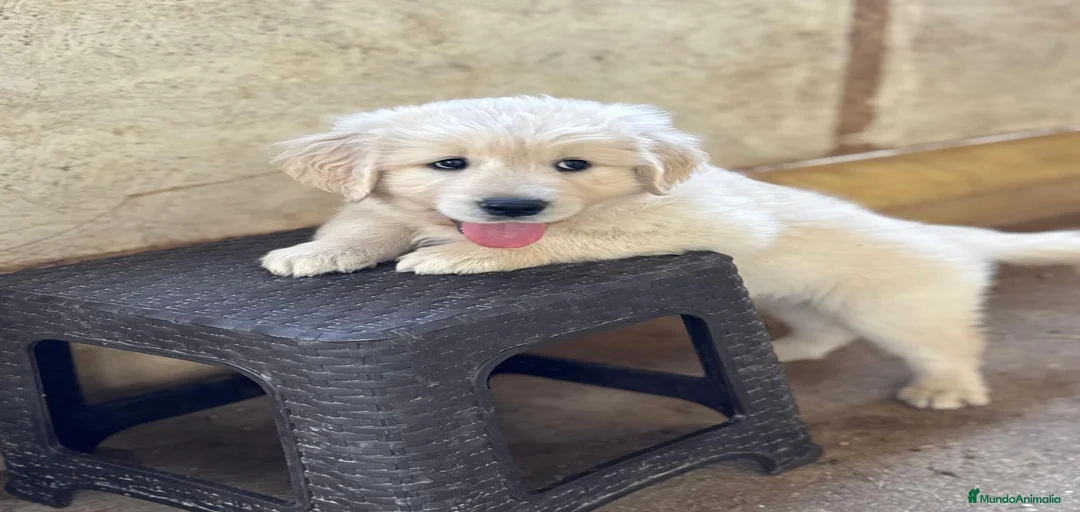 Imagen de galería {{count}}