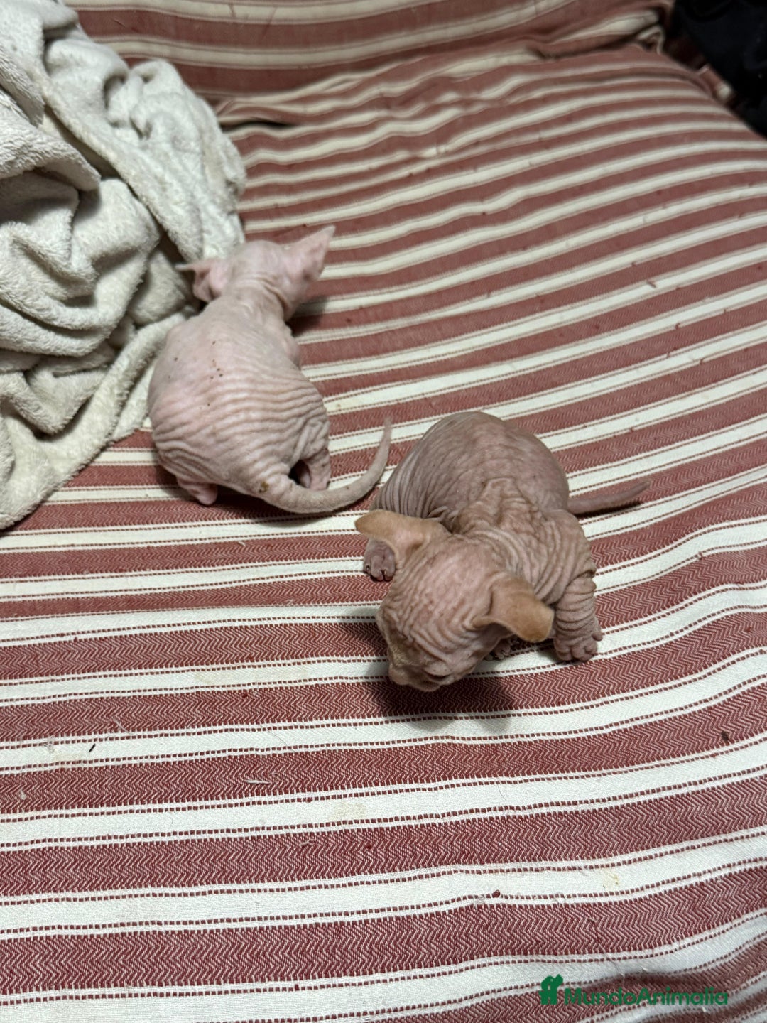 Sphynx gatos en venta: Preciosa cameda de ephynx - Anuncio 13