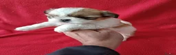Shih Tzu perros en venta: Shitzhu  - Anuncio 2