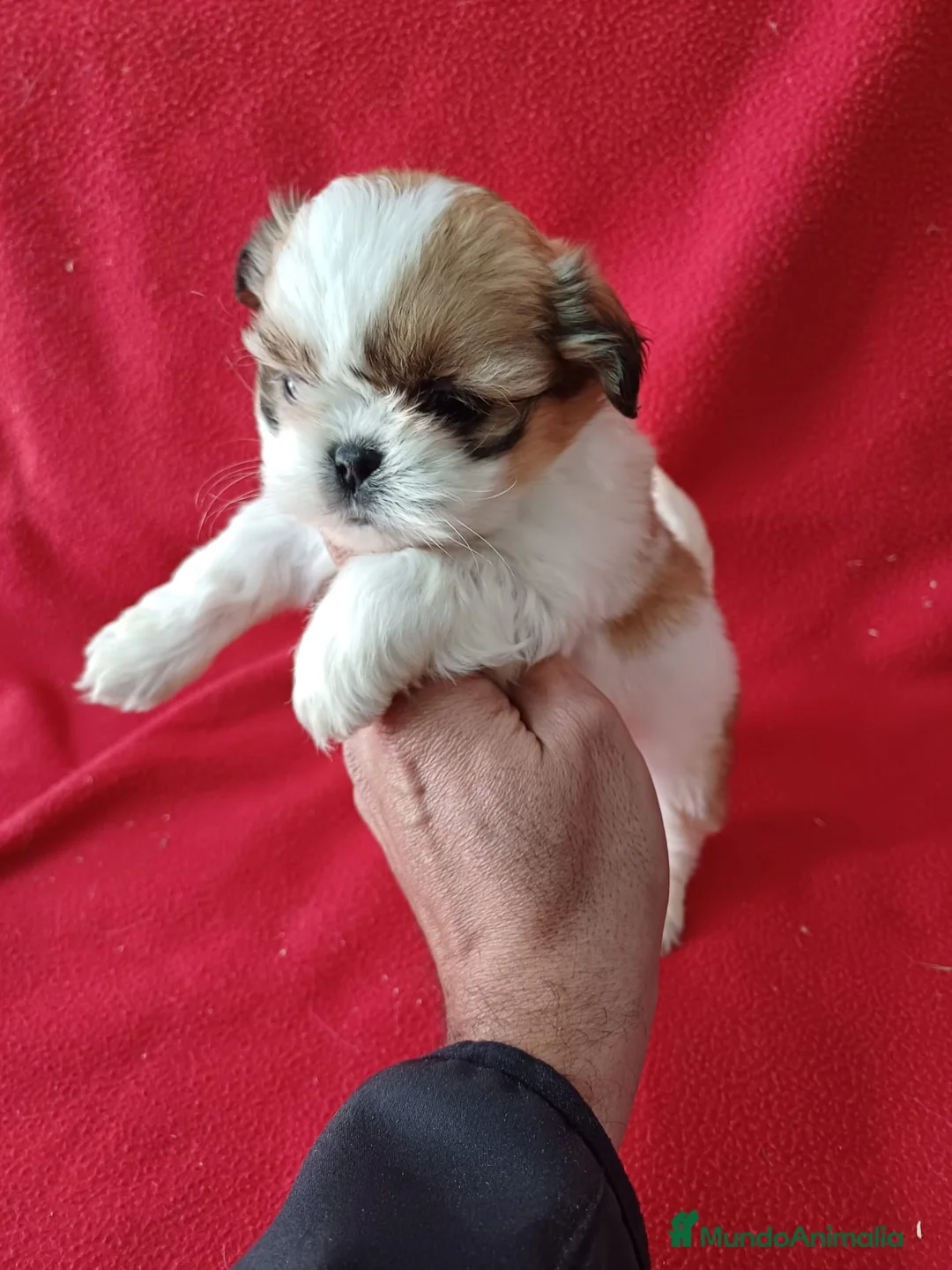 Shih Tzu perros en venta: Shitzhu  - Anuncio 2