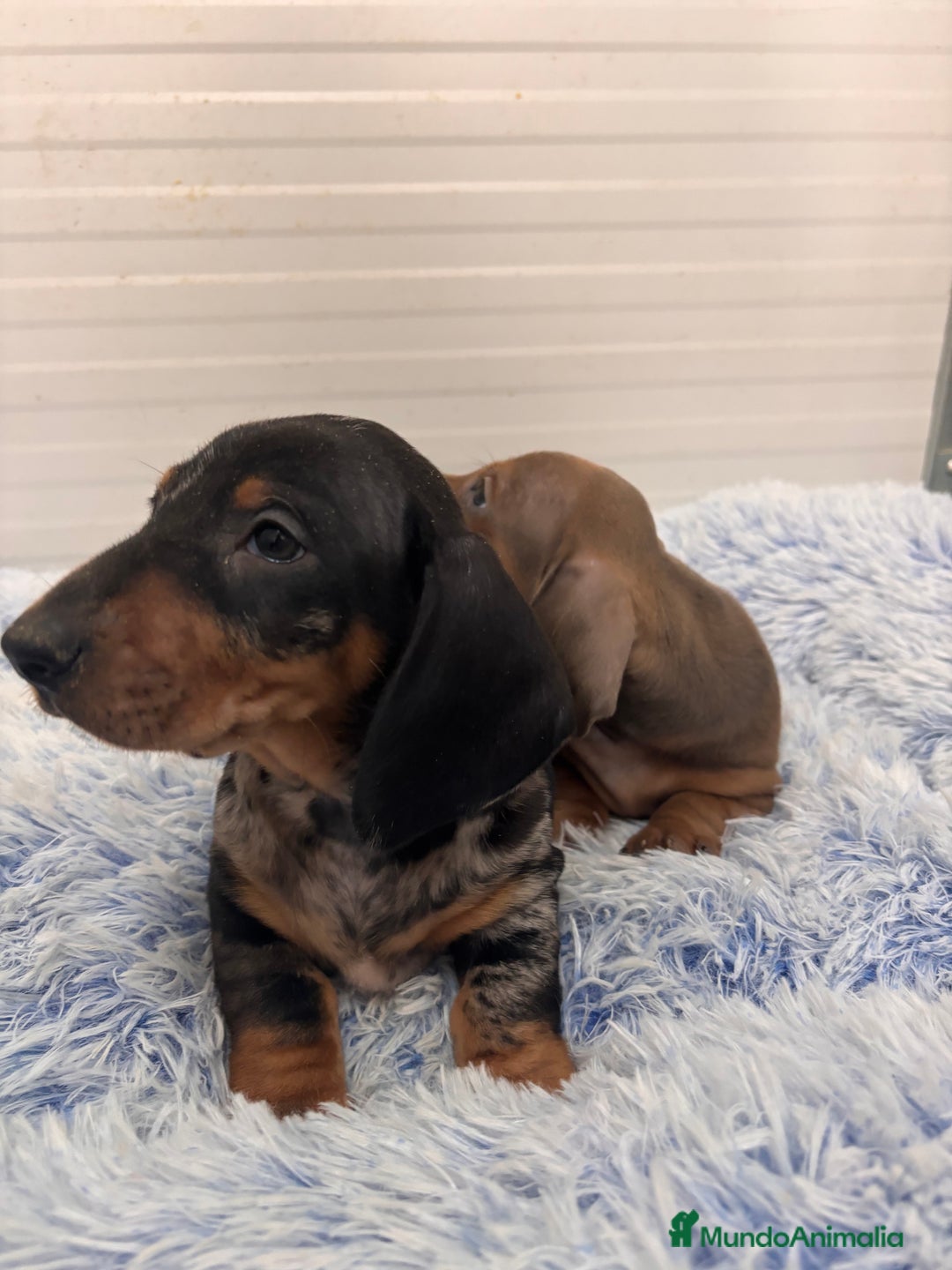 Teckel perros en venta: TECKEL STANDARD - Anuncio 16