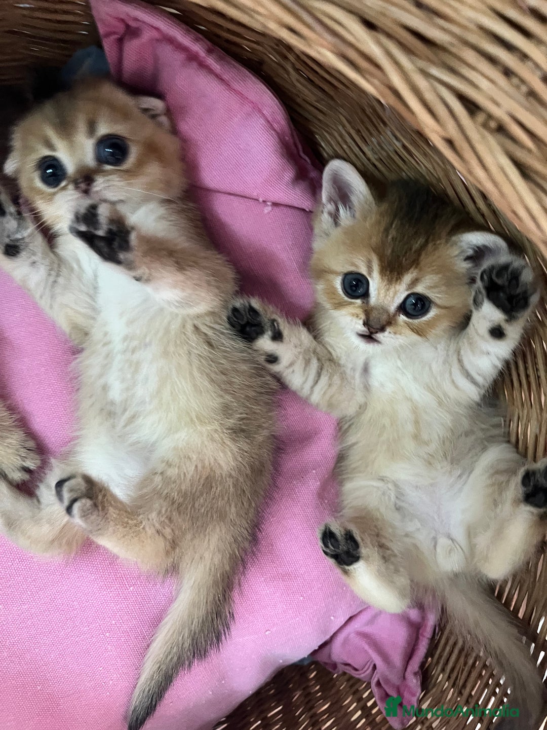 Británico de Pelo Corto gatos en venta: Británico gatitos - Imagen 5