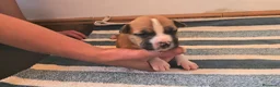 American Staffordshire-Terrier perros en venta: American staffordshire Terrier  - Anuncio 4
