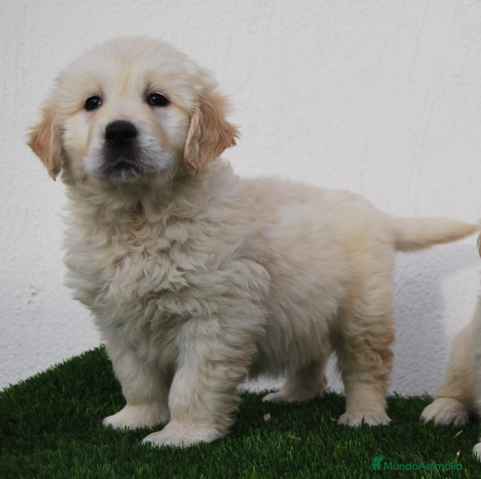 Golden Retriever perros Cachorros de Golden R en Madrid - Anuncio 2