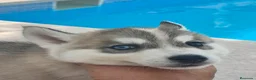 Husky Siberiano perros en venta: Husky SIBERIANO disponibles  - Anuncio 3
