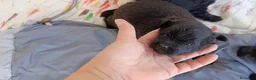 Pomapoo perros en venta: POMAPOO MACHITOS - Anuncio 3