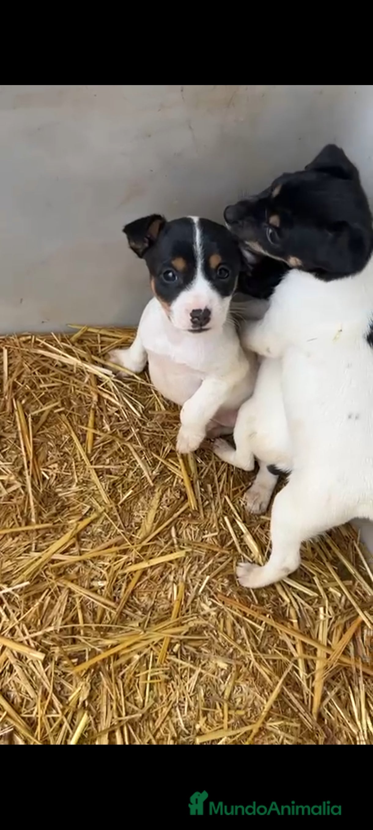 Ratonero Bodeguero Andaluz perros Bodeguero andaluz - Anuncio 1