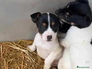 Ratonero Bodeguero Andaluz perros Bodeguero andaluz - Anuncio 1