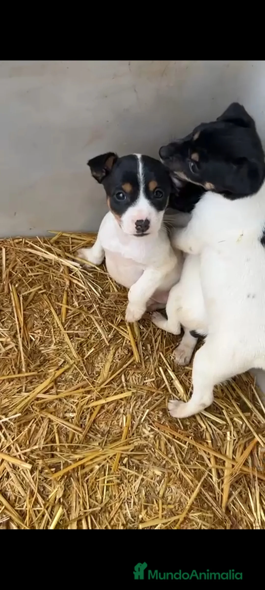 Ratonero Bodeguero Andaluz perros en venta: Bodeguero andaluz - Anuncio 1