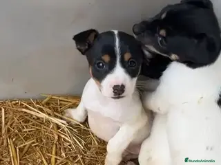 Ratonero Bodeguero Andaluz perros Bodeguero andaluz - Anuncio 1