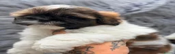 Shih Tzu perros en venta: SHIH TZU TRICOLOR  - Anuncio 5